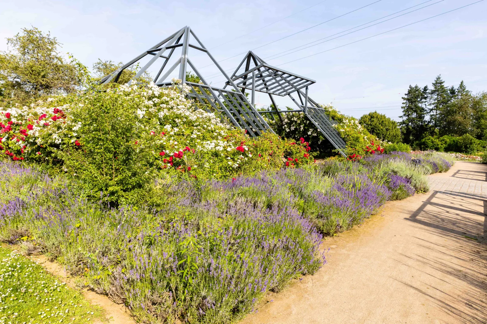 Das Rosarium Hattersheim