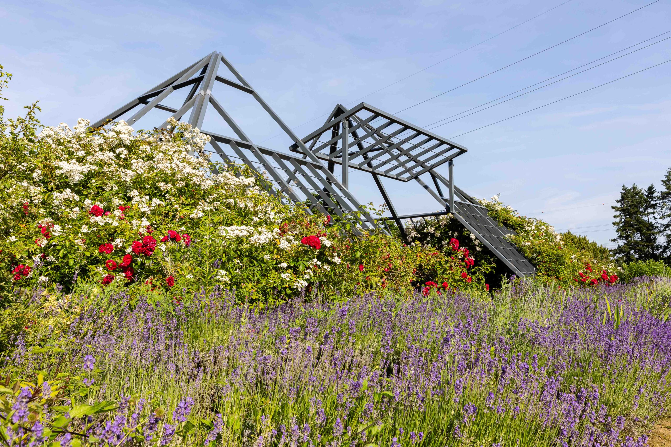 Rosarium in Hattersheim