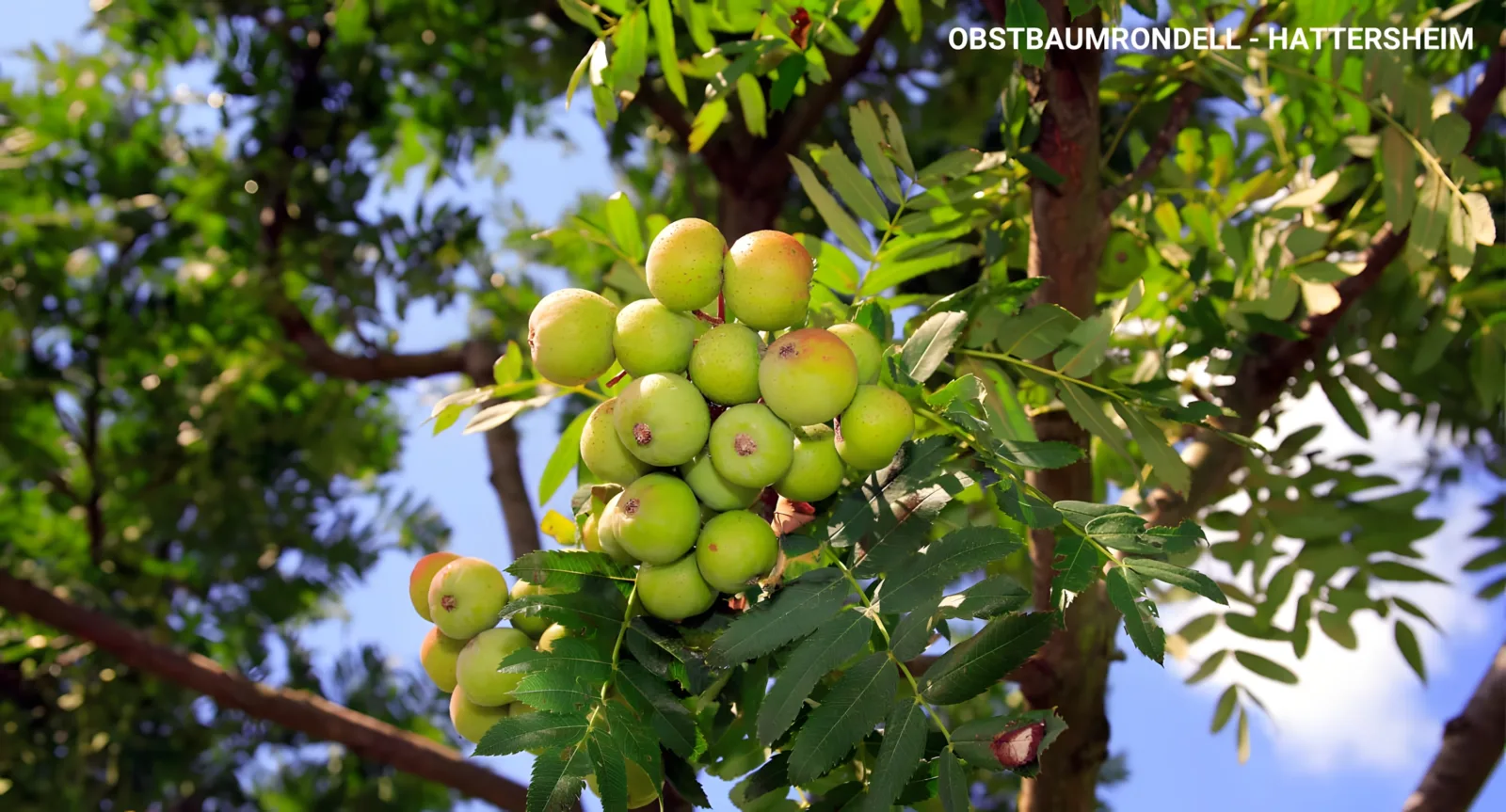 Das Obstbaumrondell Hattersheim