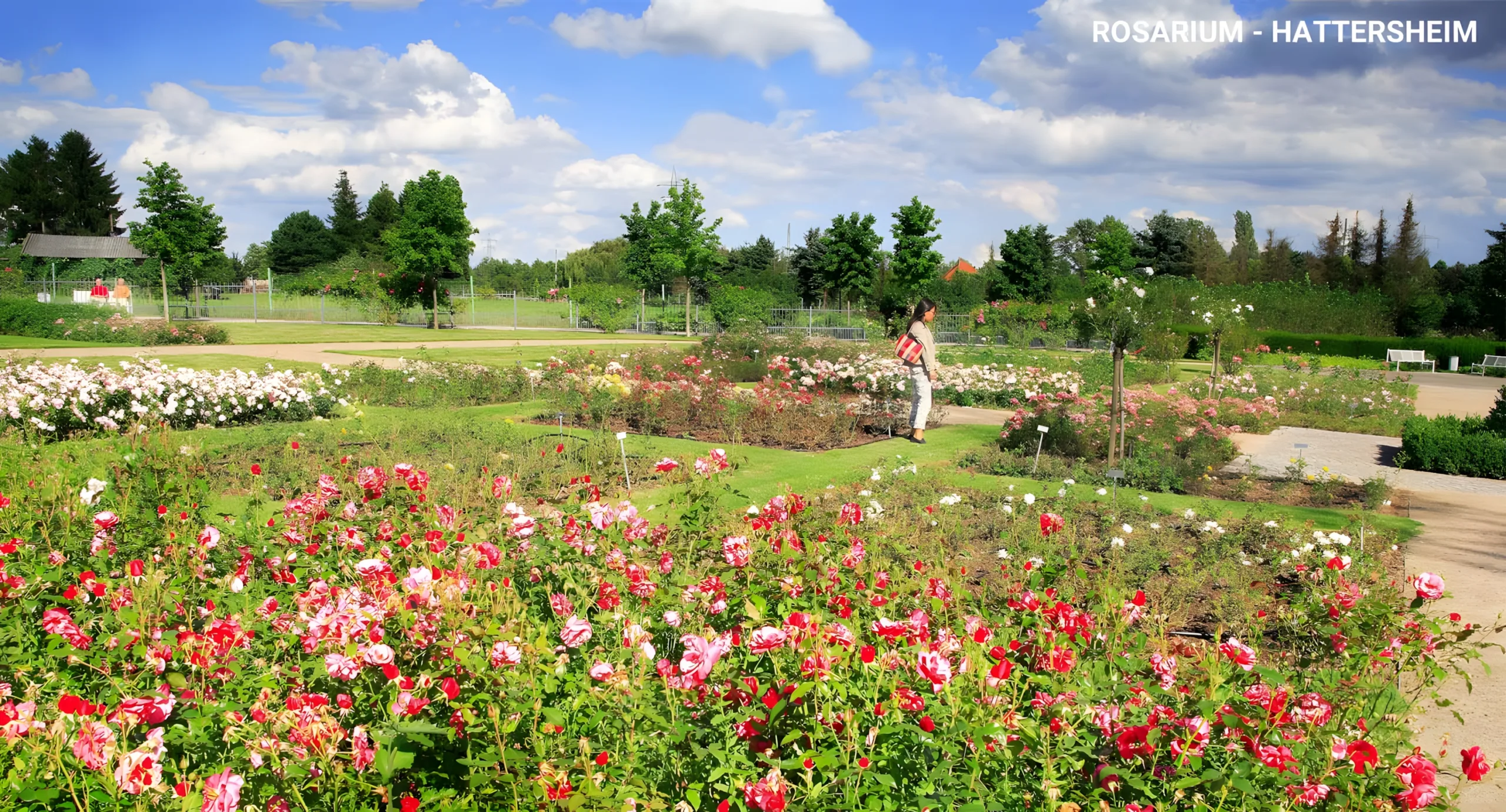 Das Rosarium Hattersheim