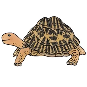 Schildkrötenauffahrgefahr