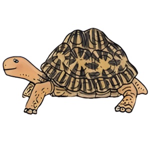 Schildkrötenauffahrgefahr