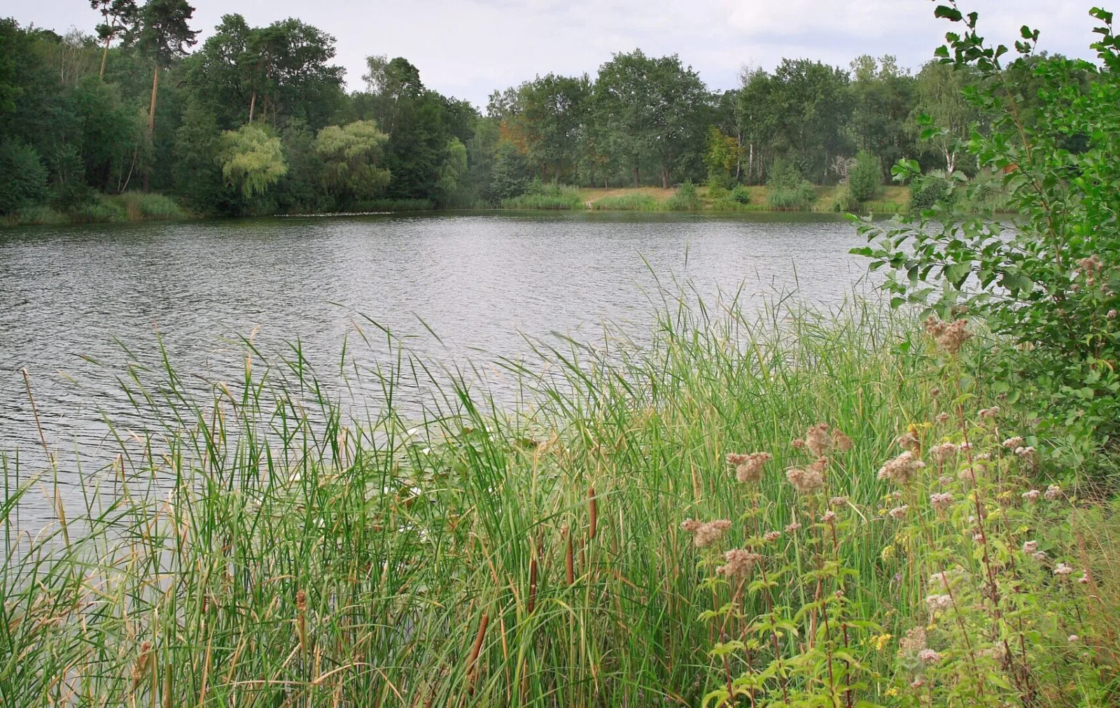 Bauschheimer Waldsee