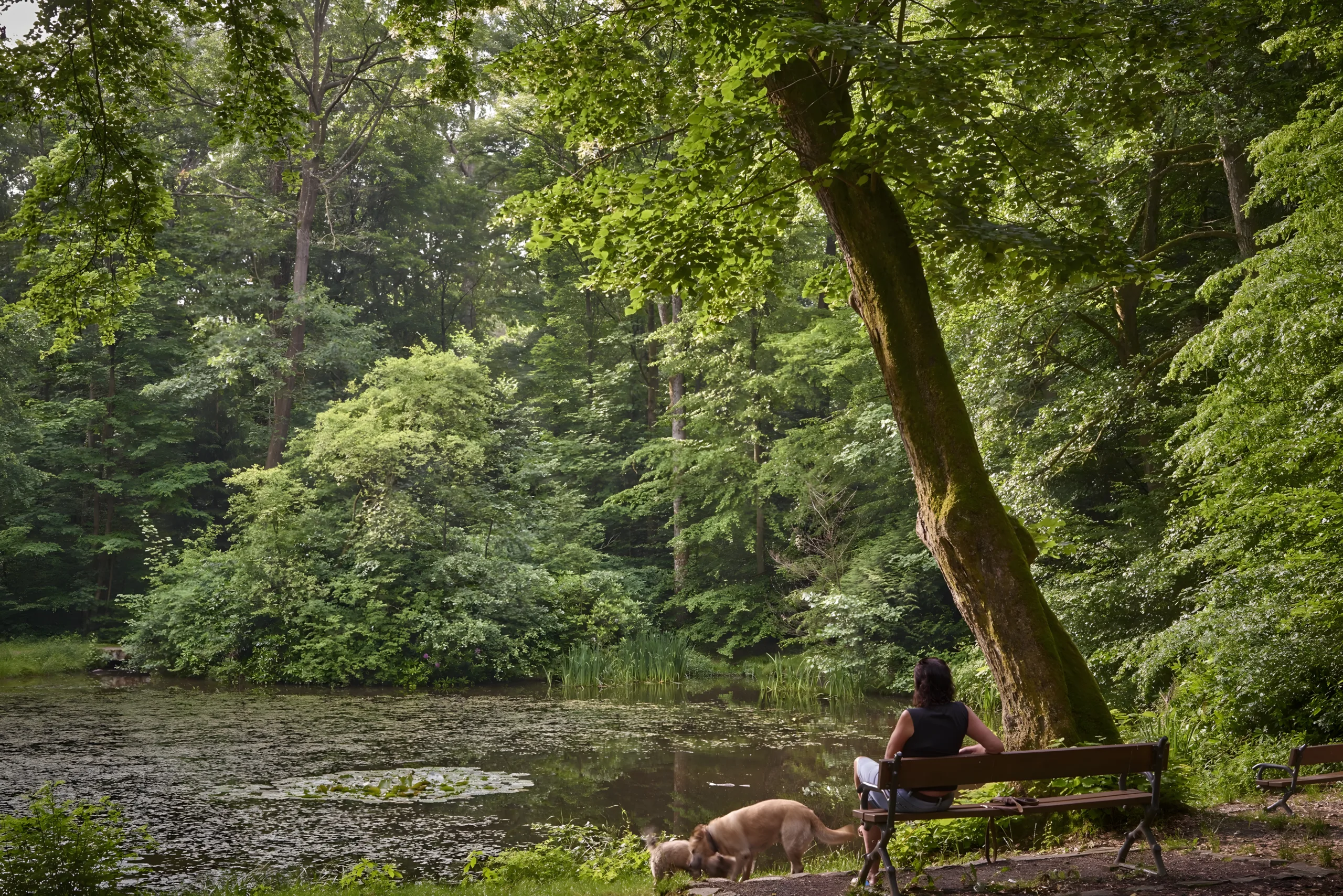 Forstgarten Bad Homburg