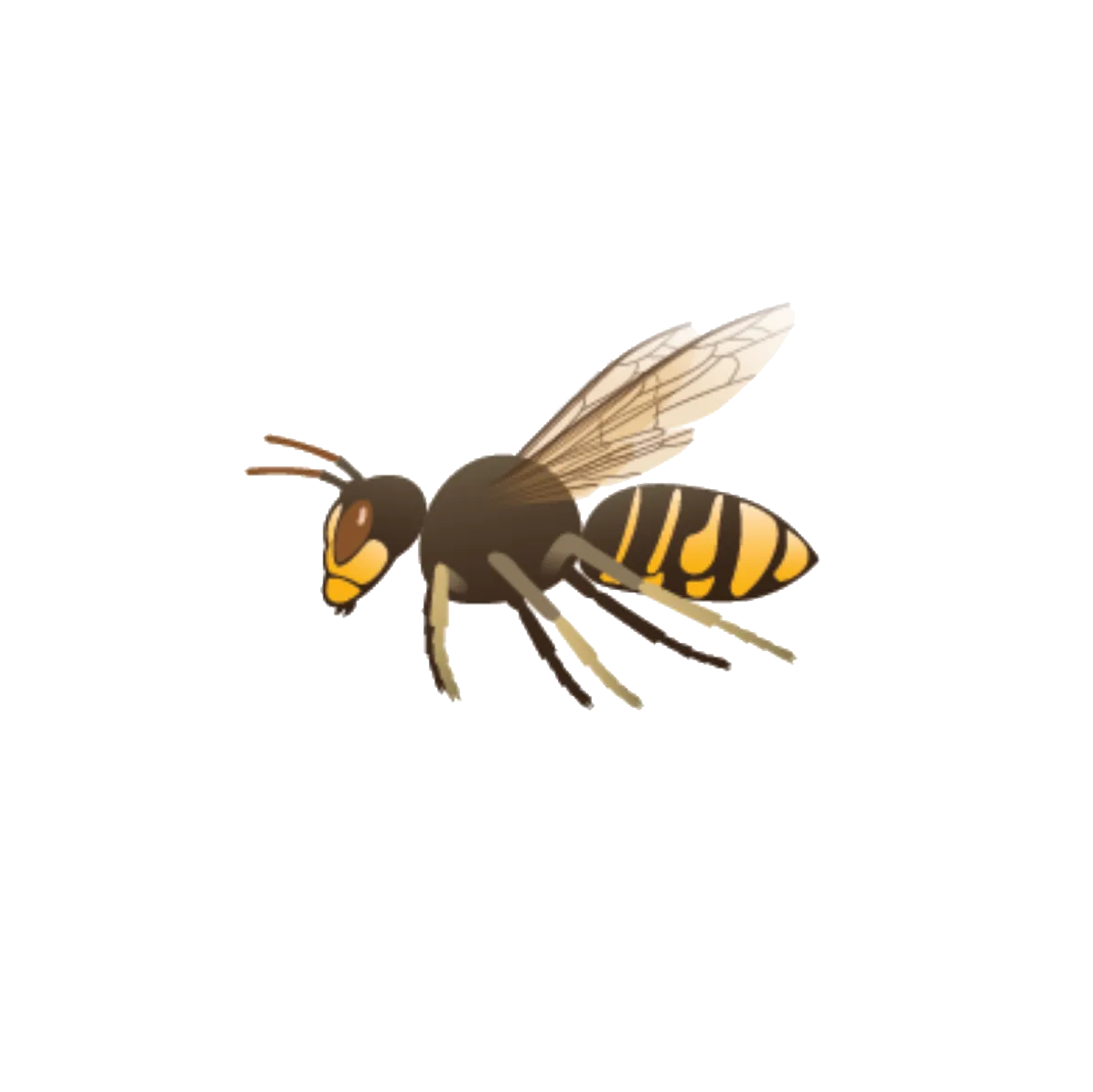 Flora Fauna – Asiatische Hornisse