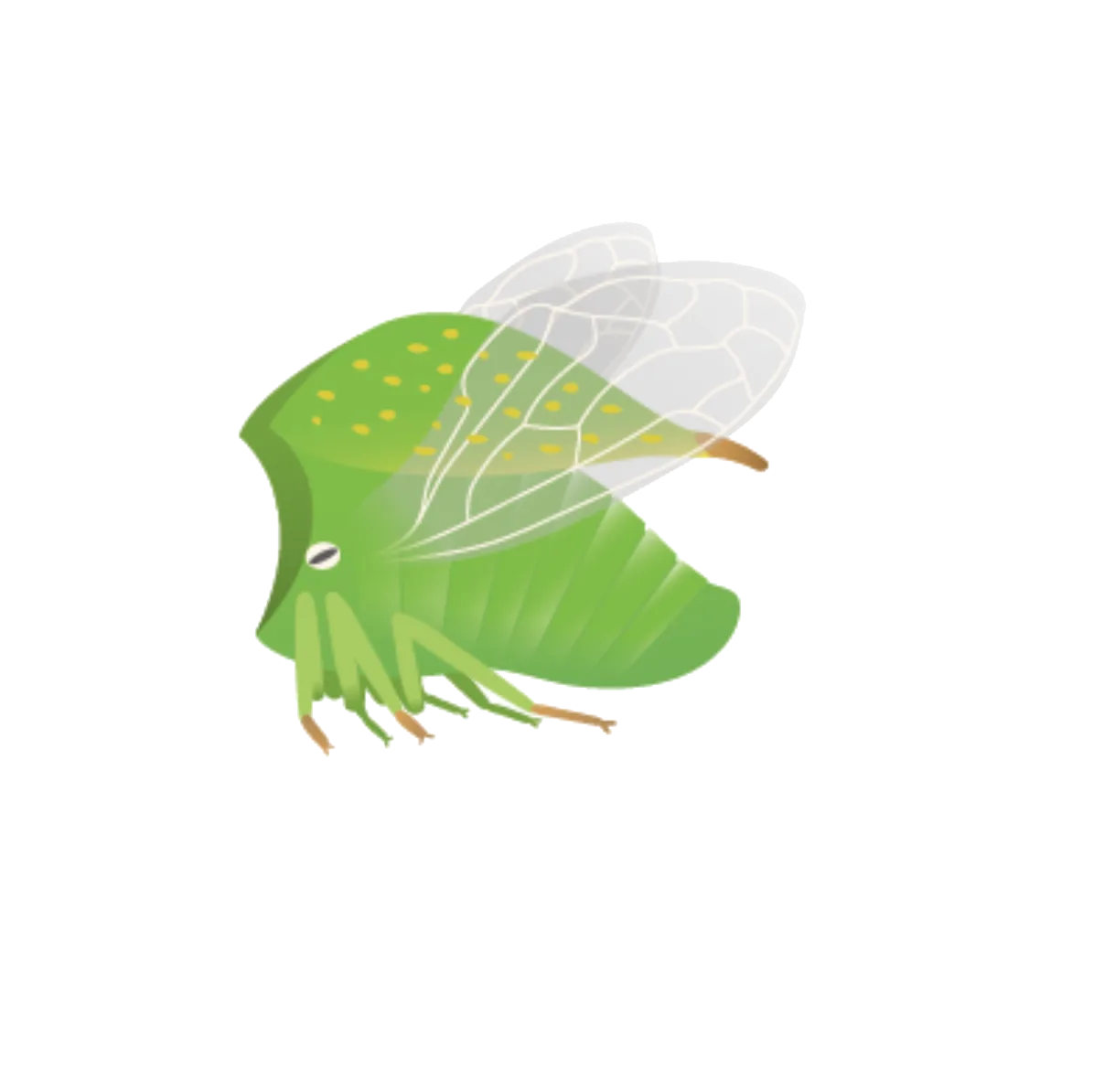 Flora Fauna – Büffelzikade