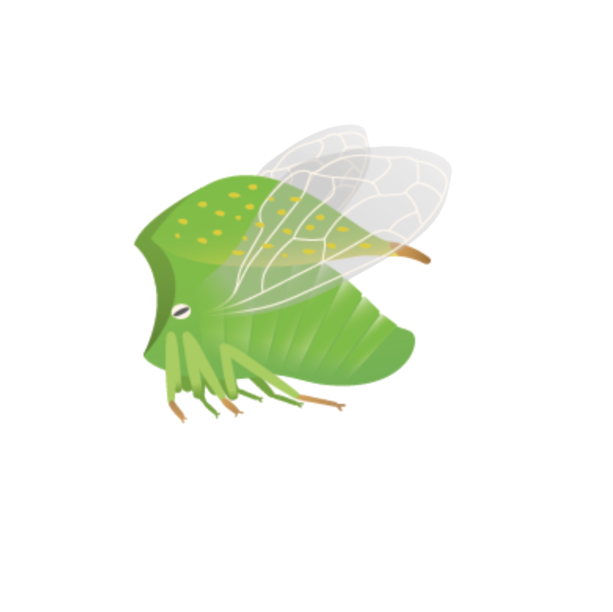 Flora Fauna – Büffelzikade