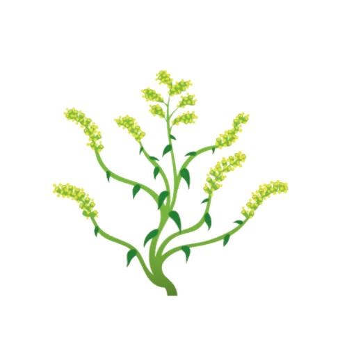 Klimaroute Kanadische Goldrute