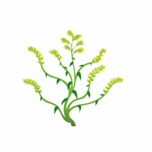 Klimaroute Kanadische Goldrute