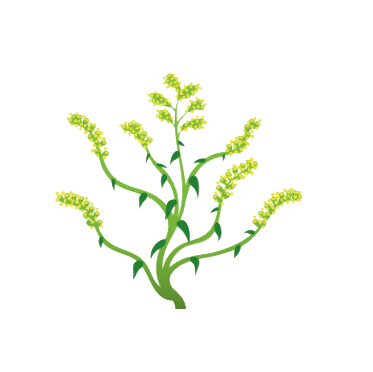 Flora Fauna – Kanadische Goldrute