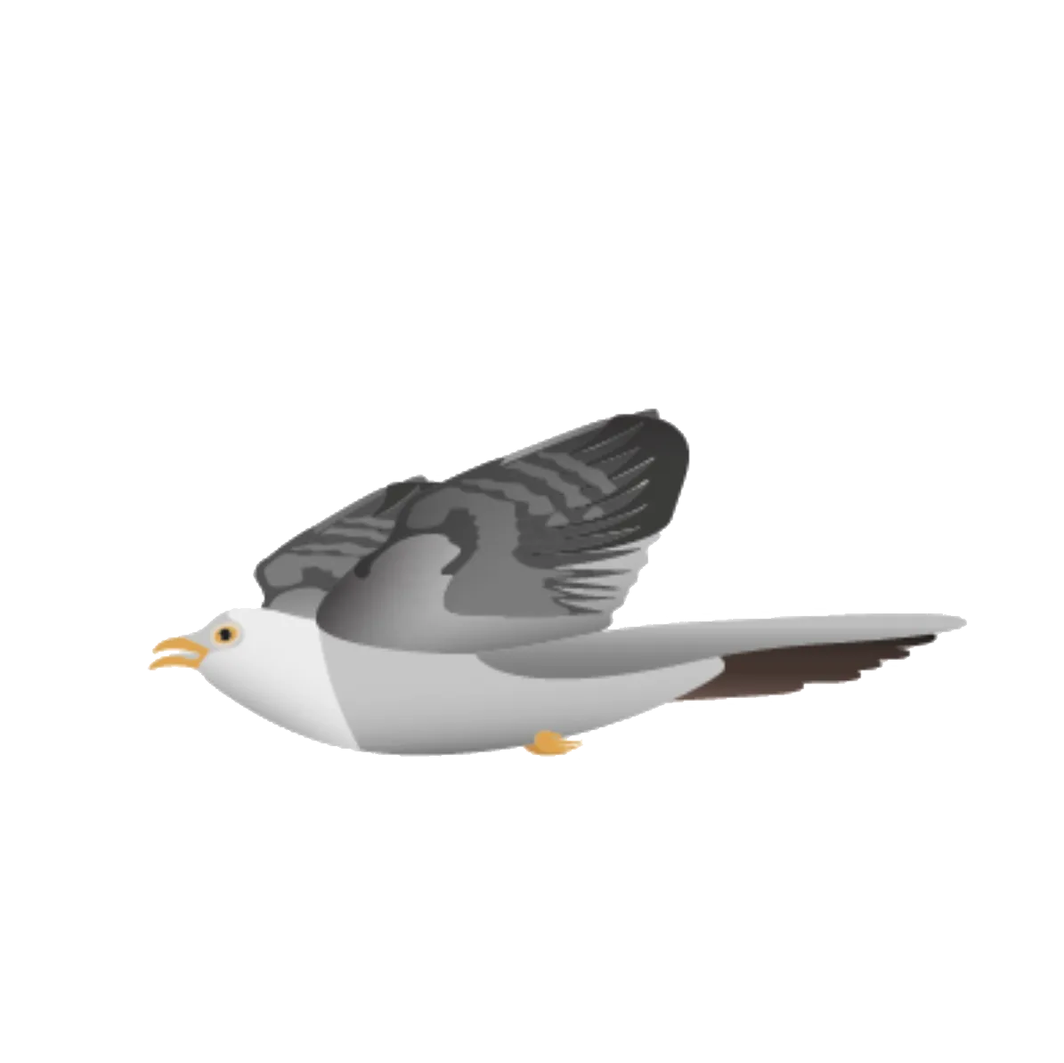 Flora Fauna – Kuckuck