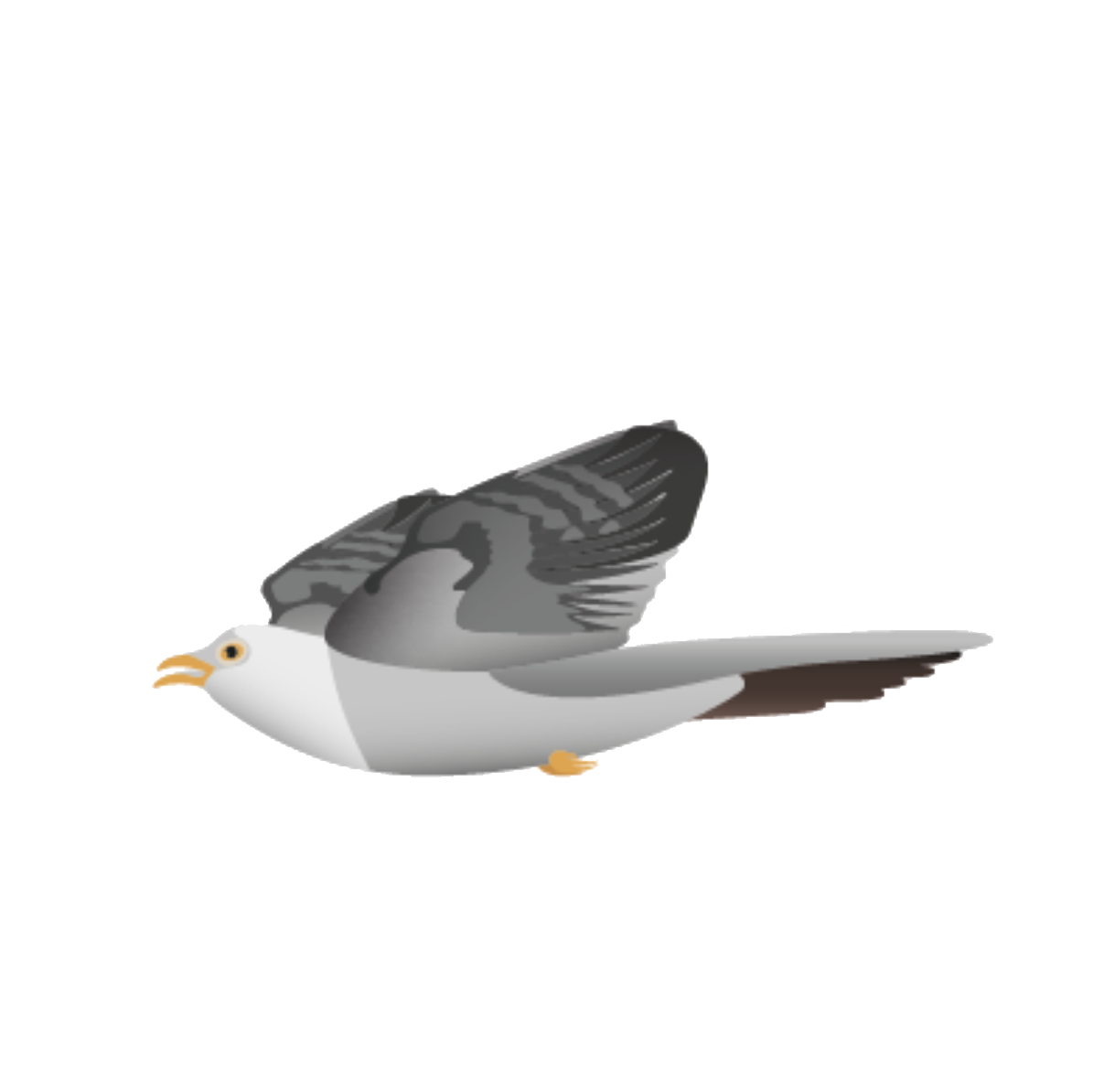 Flora Fauna – Kuckuck