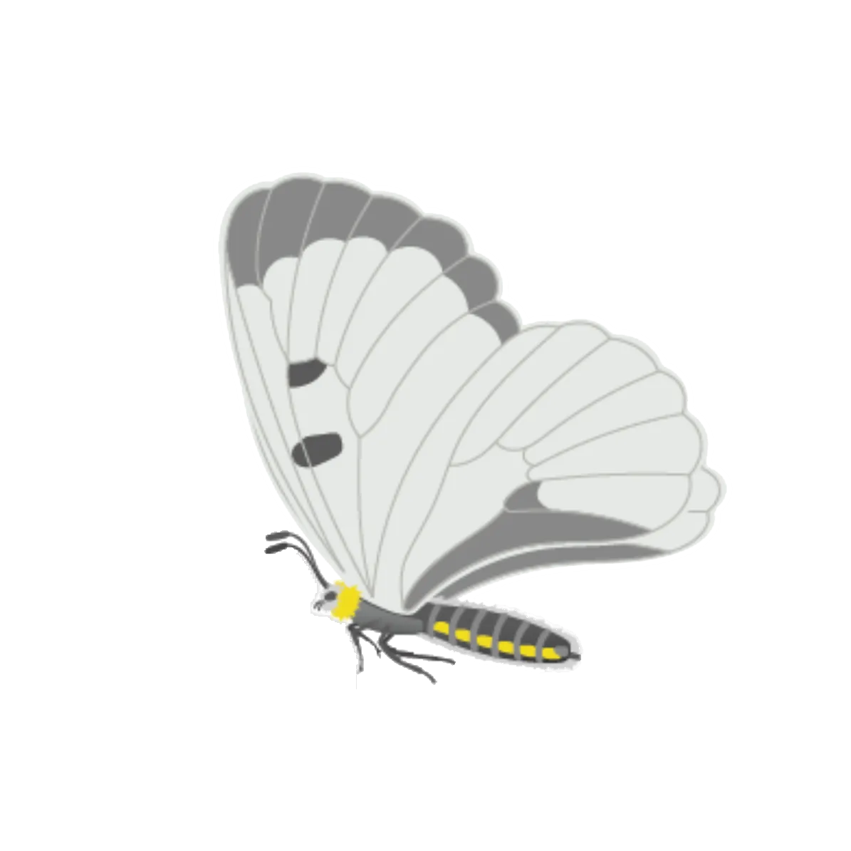 Flora Fauna – Schwarzer Apollo