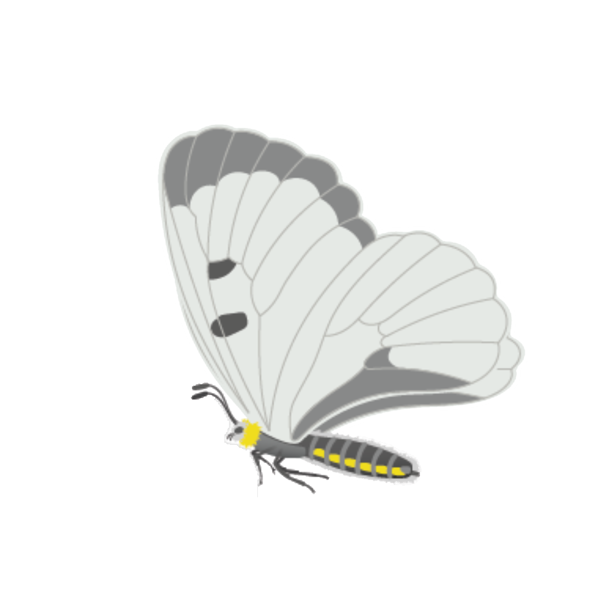 Flora Fauna – Schwarzer Apollo