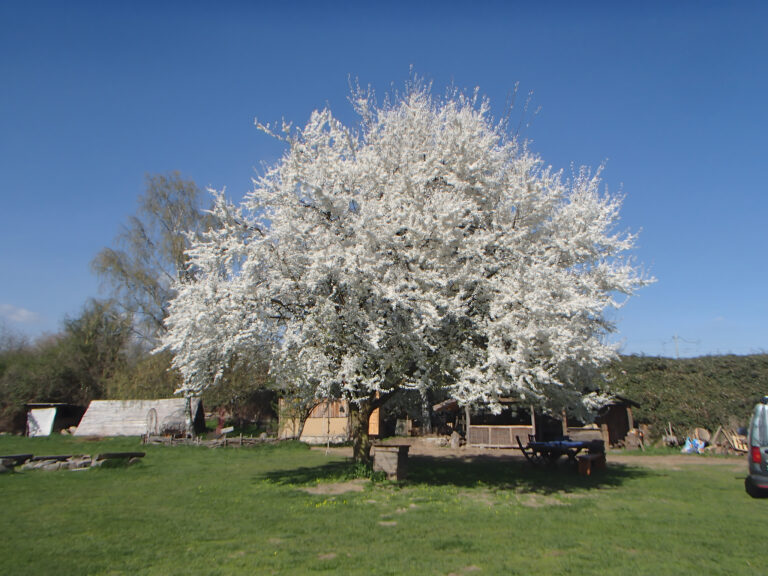 Mittelaltergarten Oberursel