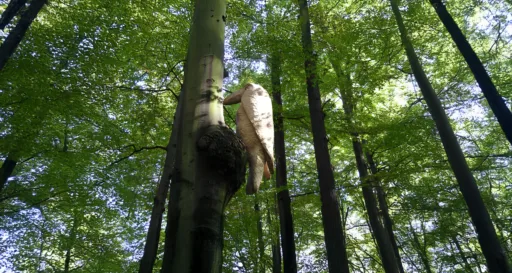 Monsterspecht GrünGürtel