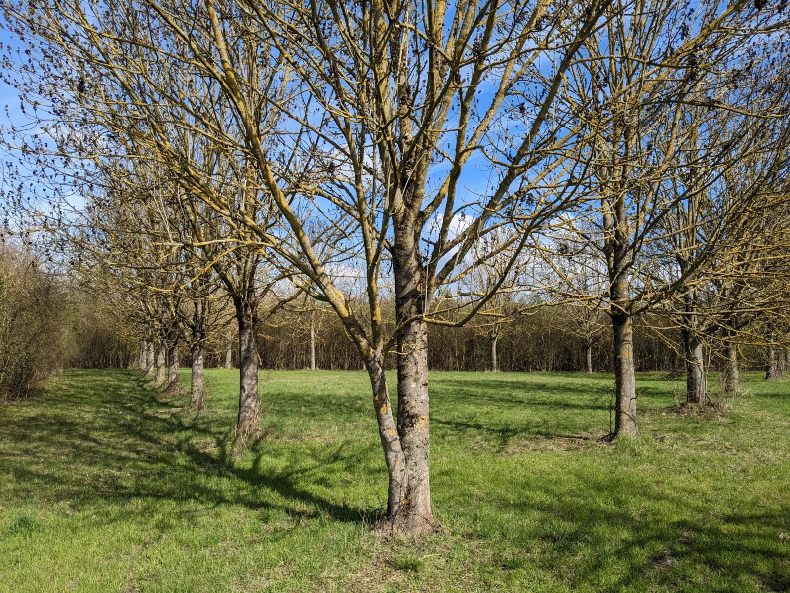 Regionalpark Gründungshain