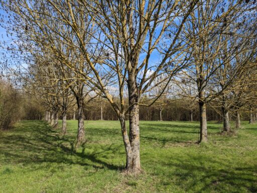 Regionalpark Gruendungshain CS 1 scaled