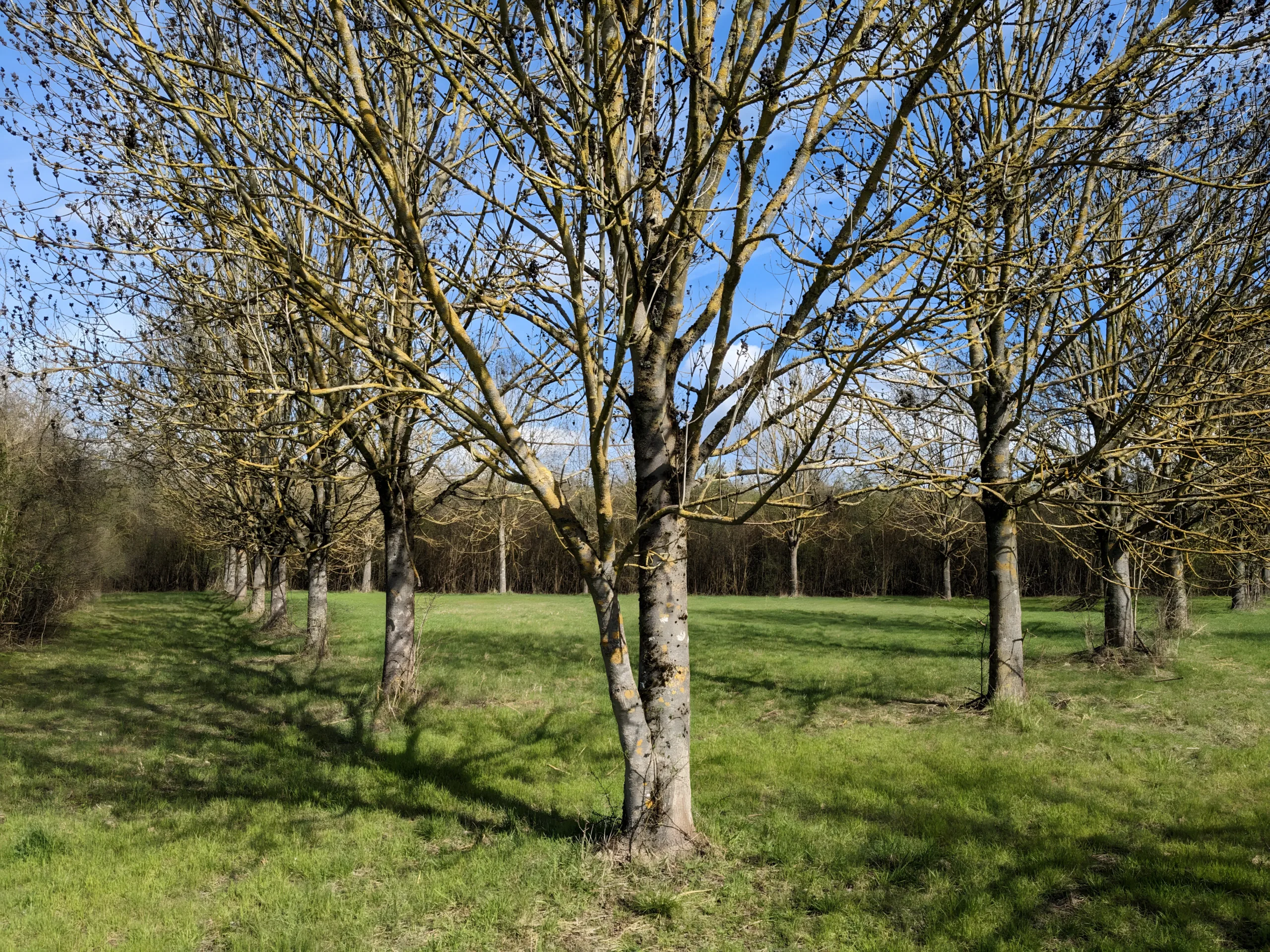 Regionalpark Gründungshain