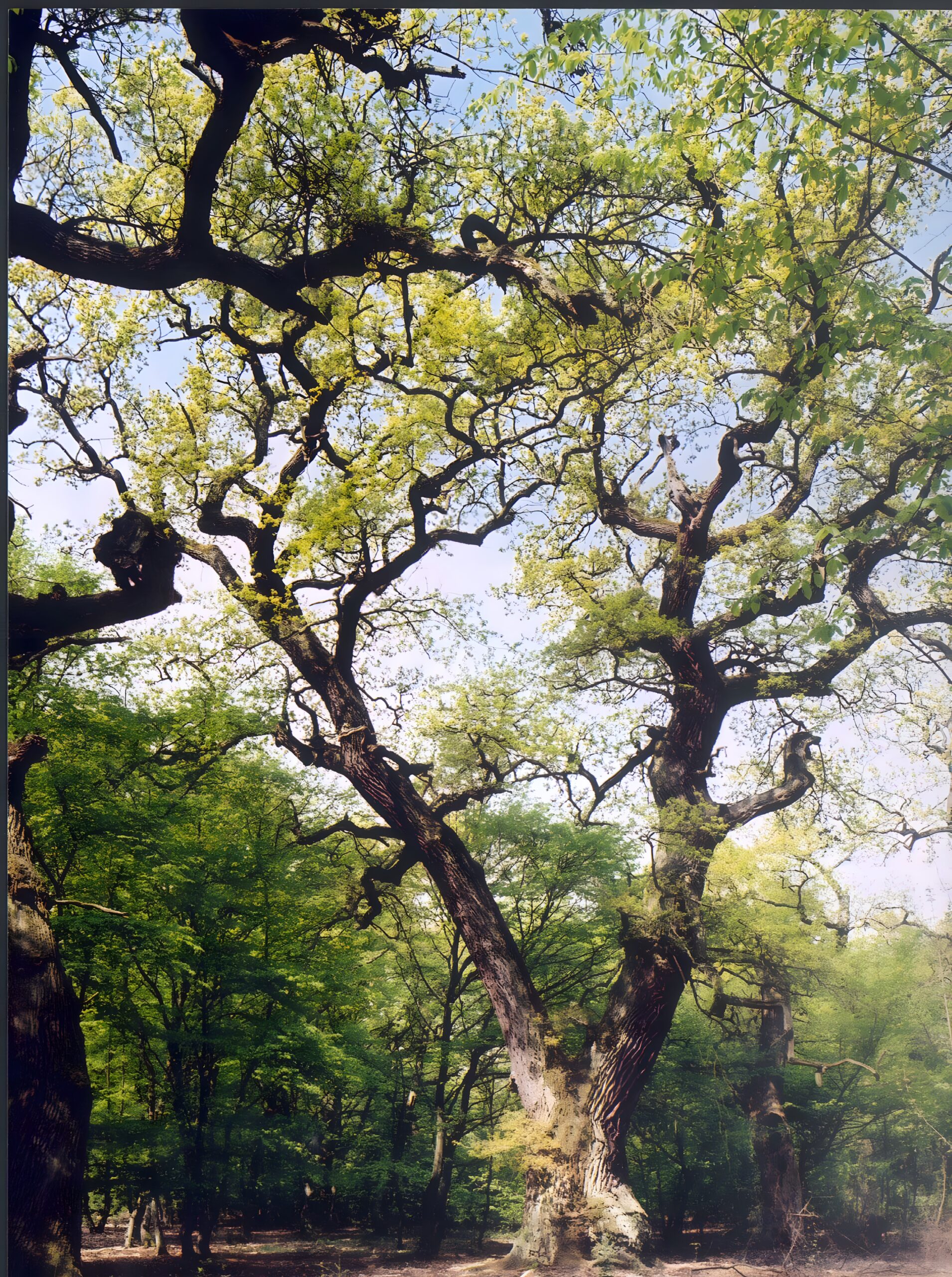 Schwanheimer Alteichen