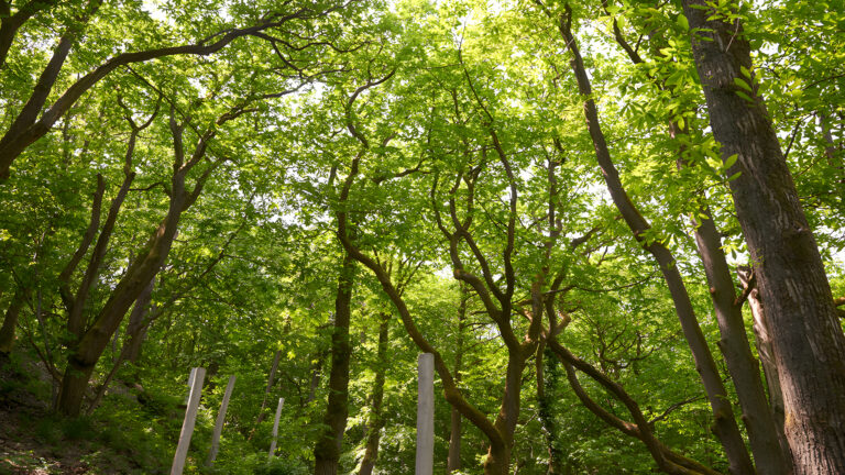 Stefan Cop Kastaneum Kronberg