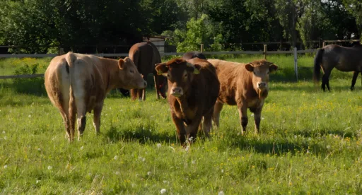 Birkenhof hofstation2