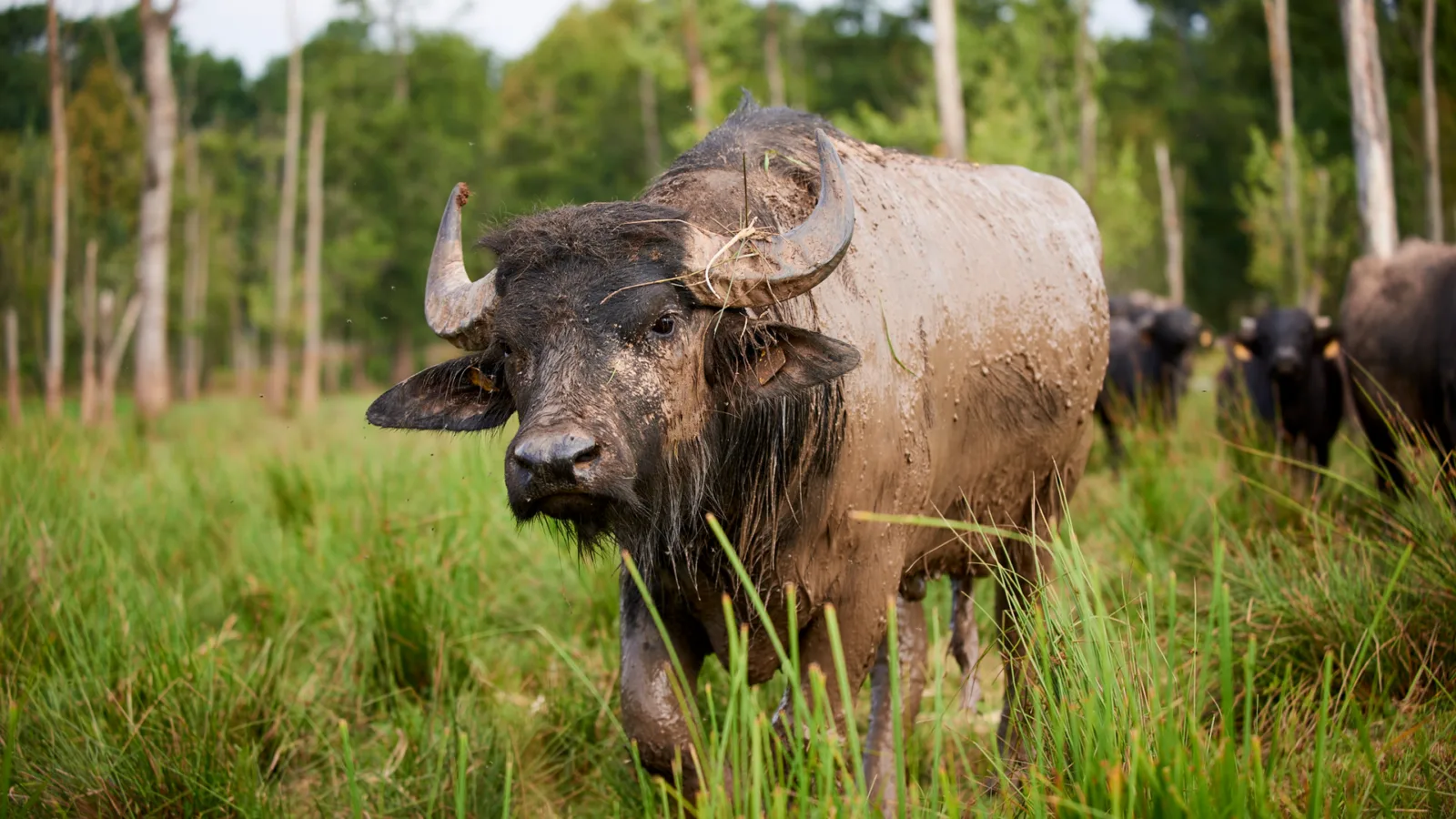 Wasserbüffel, Erlensee
