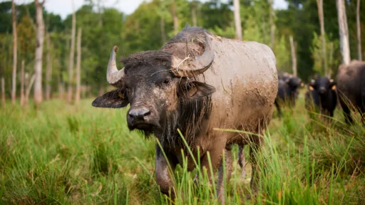 Bueffel erlensee cop