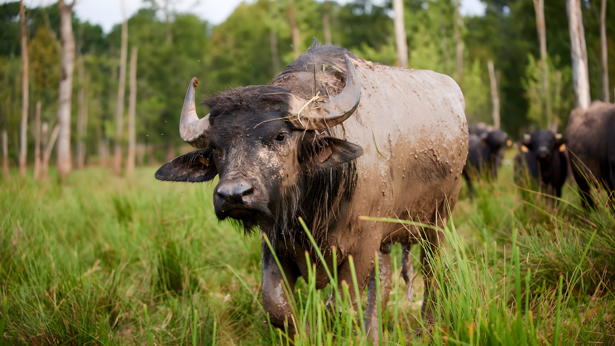 Wasserbüffel, Erlensee