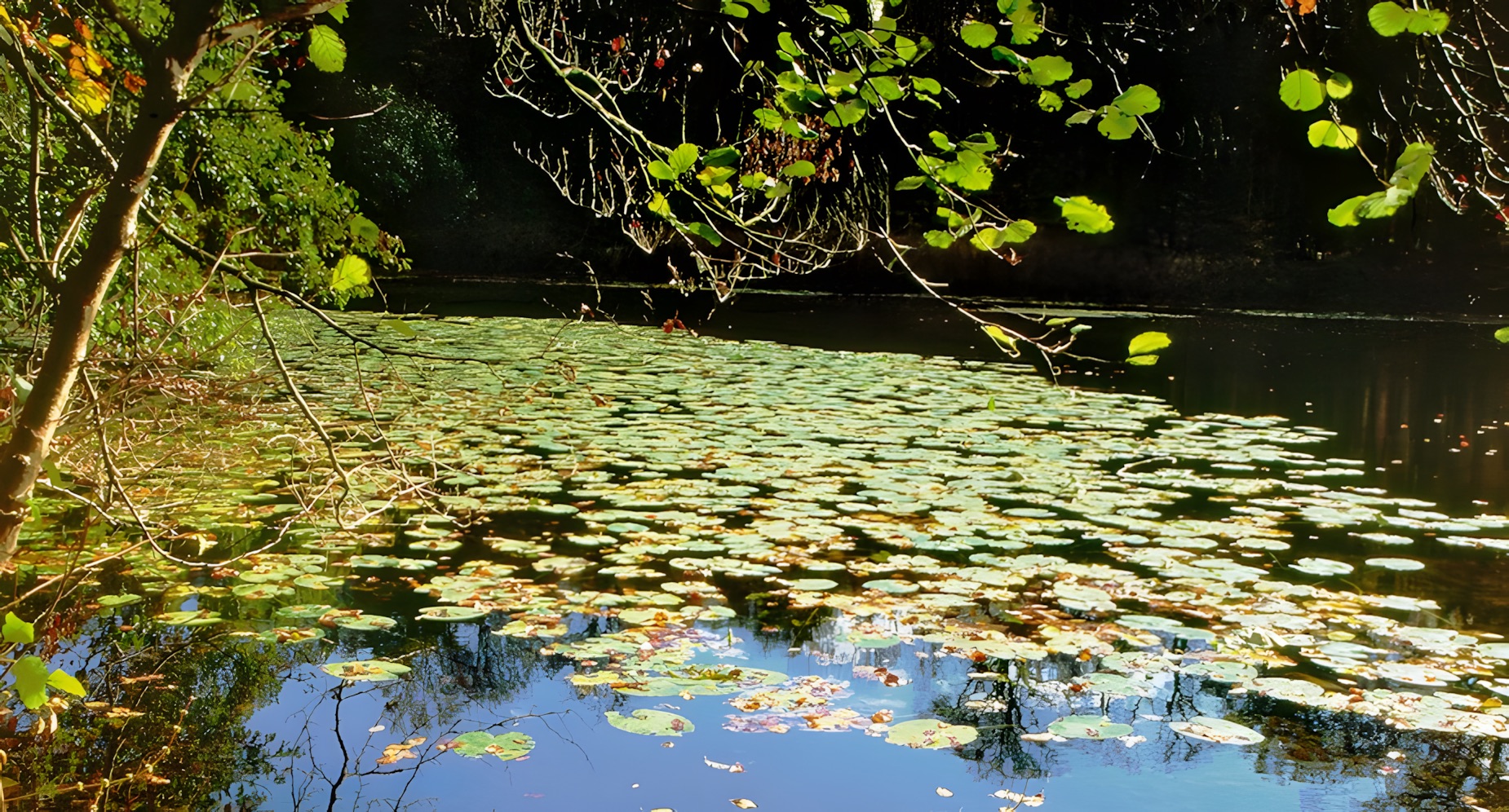 Ernst-Ludwig-Teich, Langen