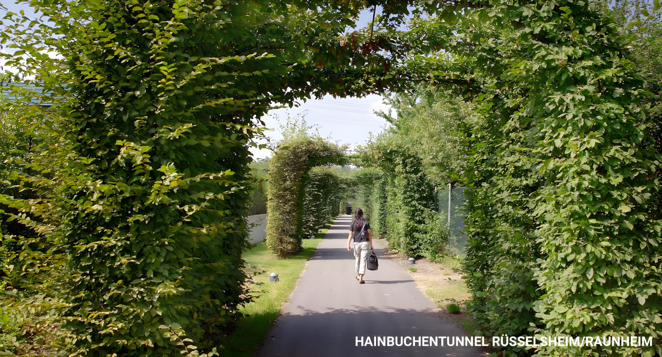 Hainbuchentunnel, Rüsselsheim