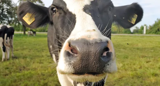 Hof lenhardt hofstation