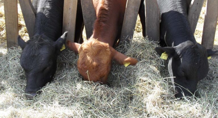Hofgut patershausen hofstation3