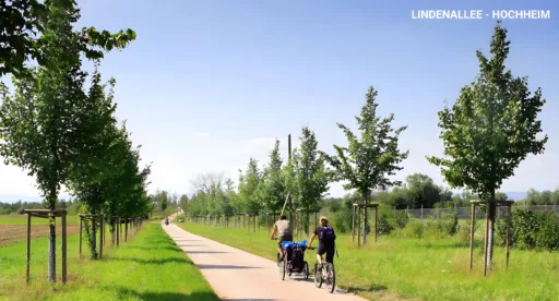 Lindenallee hochheim
