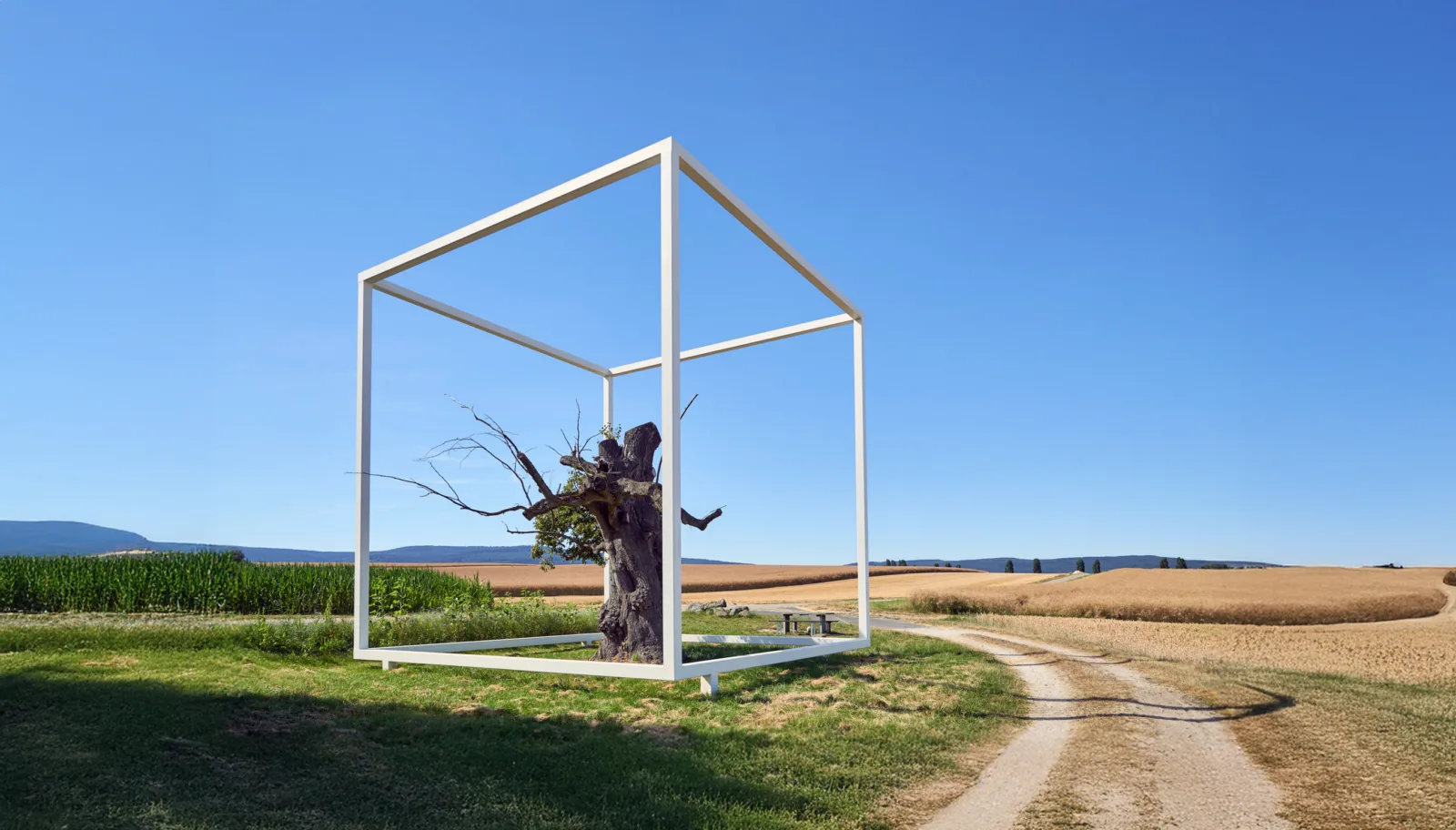 Lindenbäumchen Oberursel