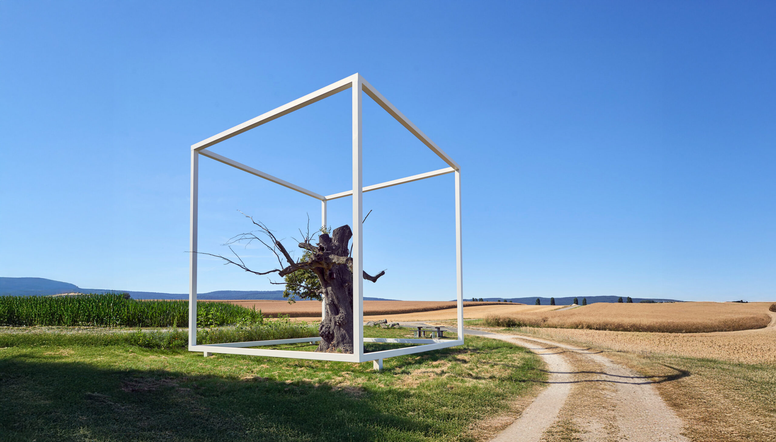 Lindenbaeumchen cop2431.4k