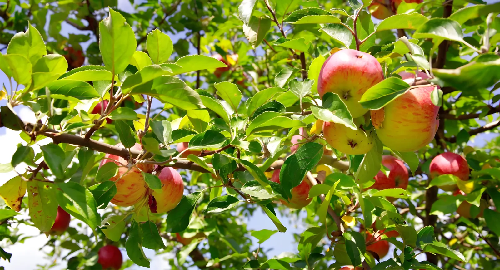 Hofstation Mönchhofobst