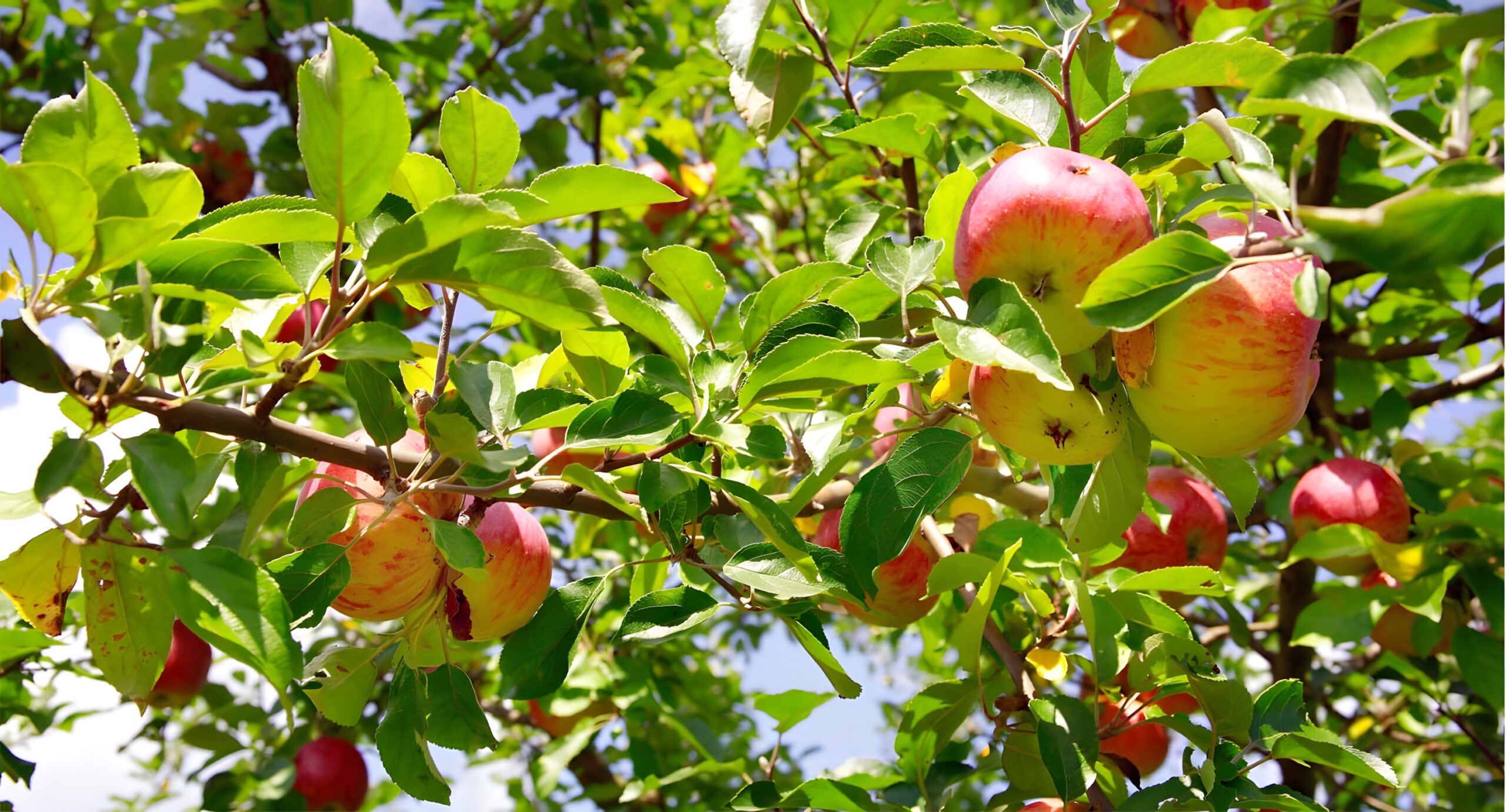 Streuobstpfad Straßenmühle