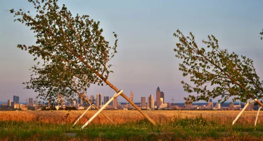 Schiefer wald slider2