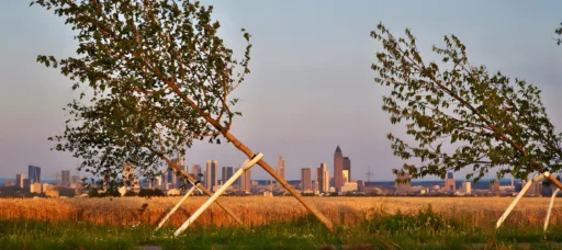 Schiefer wald slider2