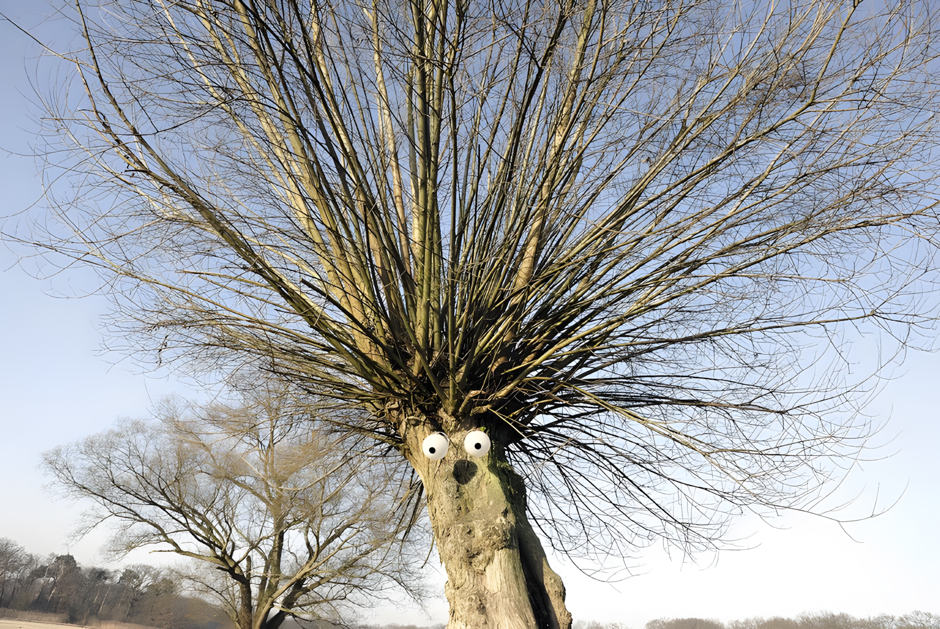Struwwelpeter baum grüngürtel