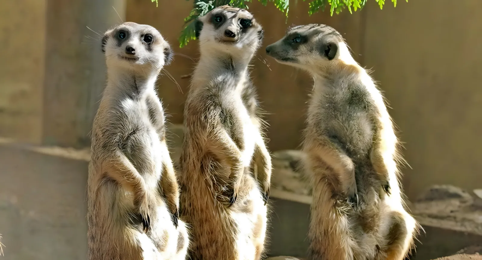 TIER- UND ERLEBNISPARK „Vogelpark Schotten“