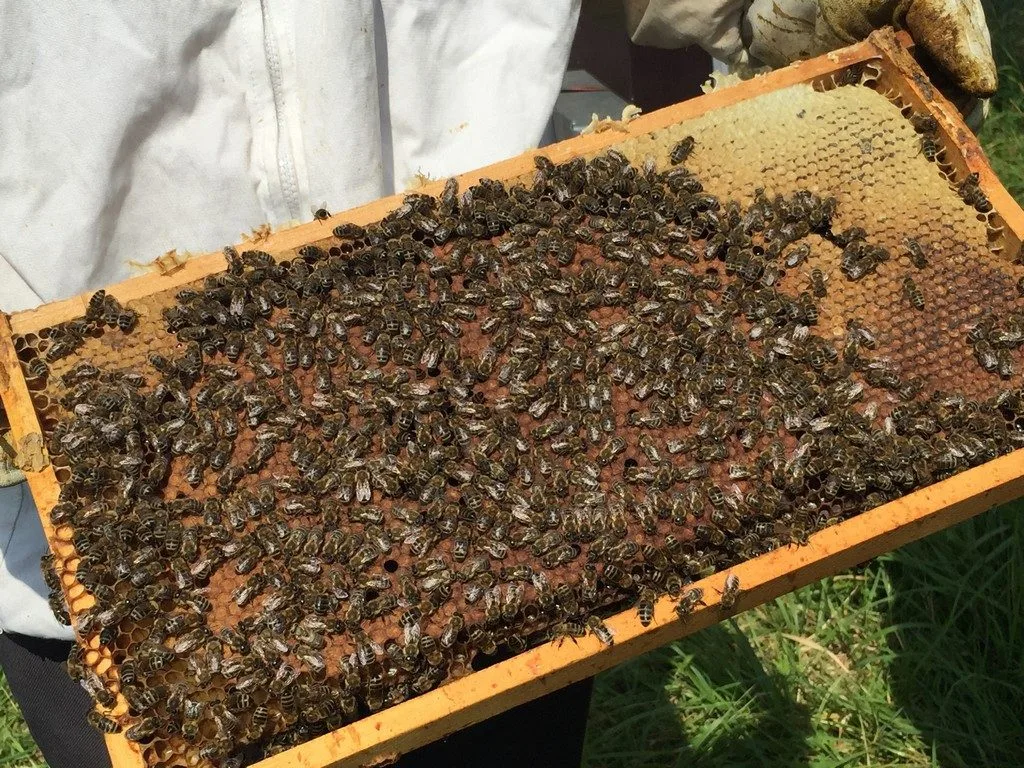 Wanderbienen 6 1024x768