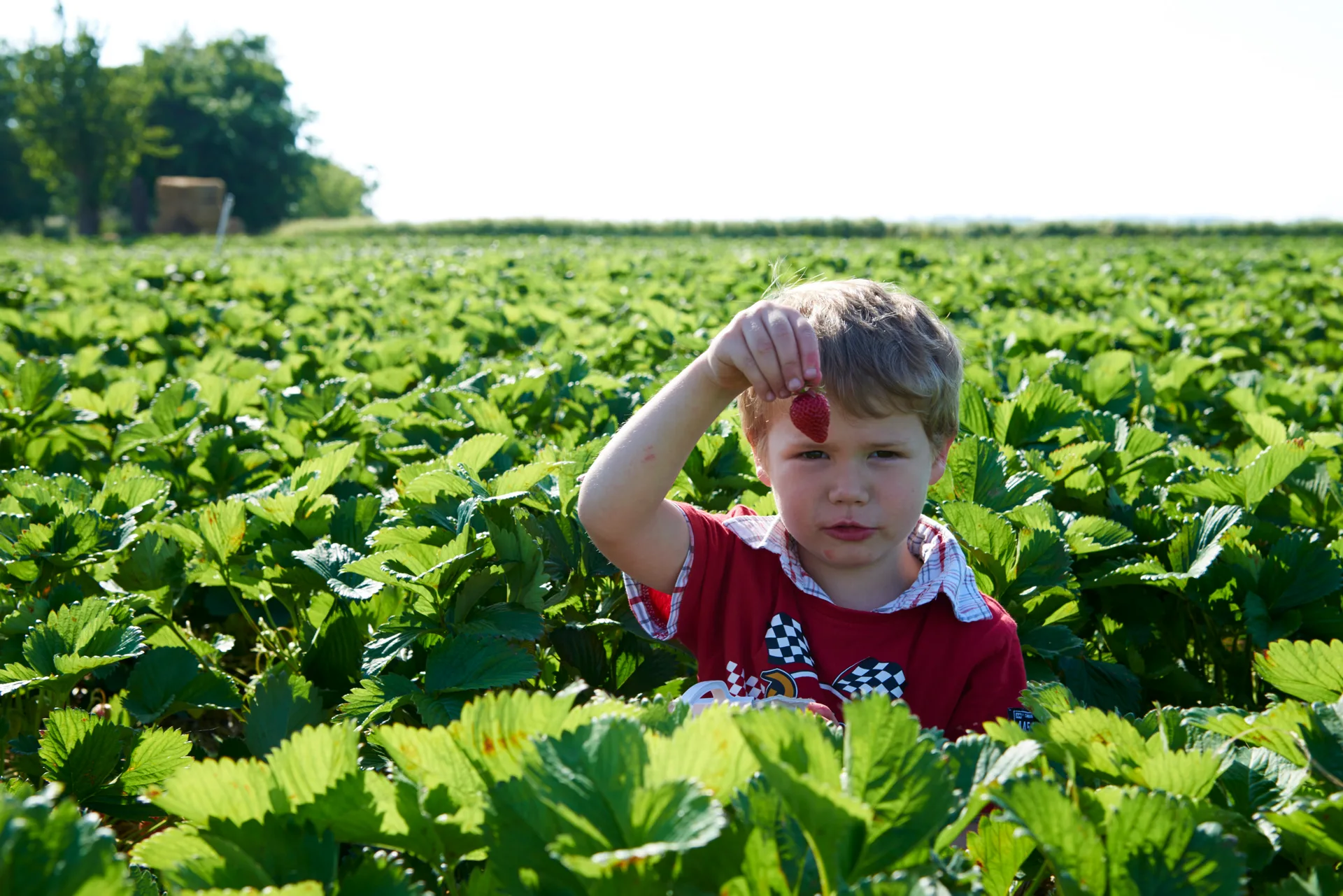 2015 reinhardtshof cop3717