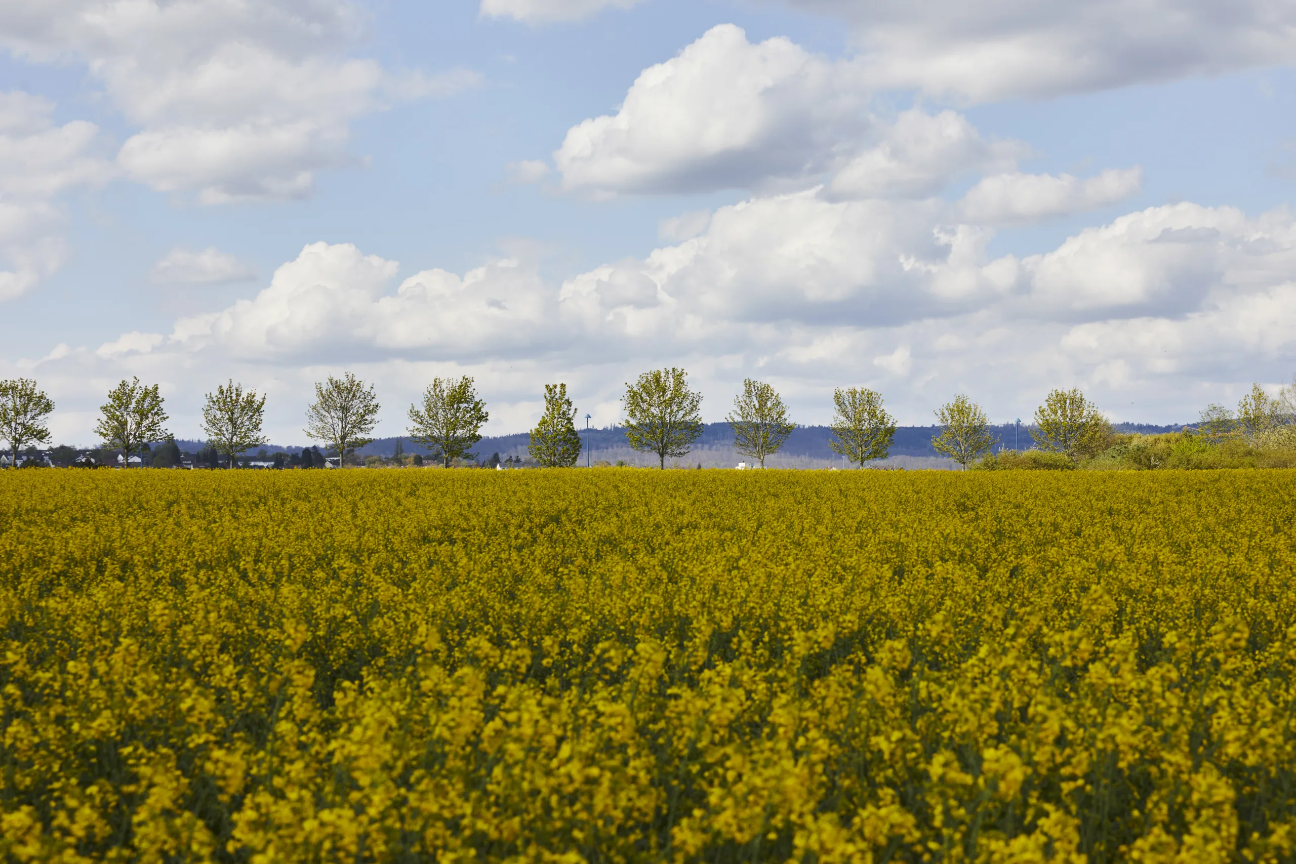 Regionalpark RM Gleisweg Sauerland SiedlungFreudenberg Hafendorf 42A3086
