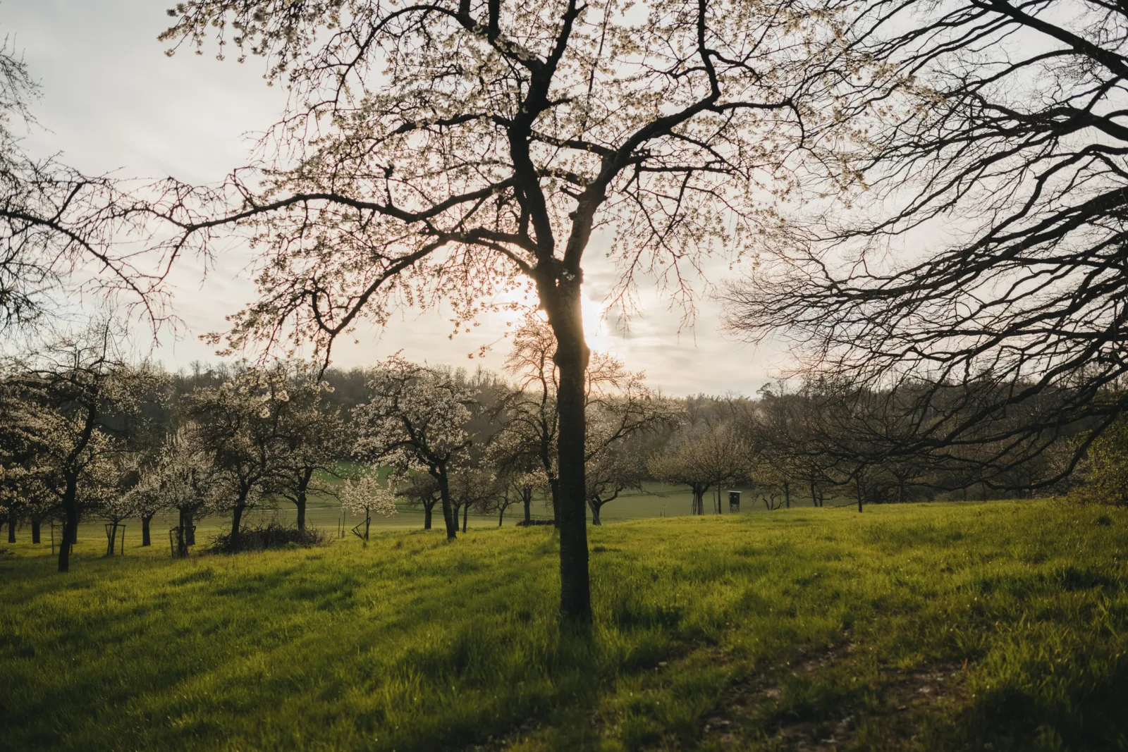 Workshop Dokumentation: Wie kommt das Wasser an den Baum?