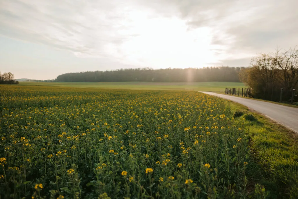 Vom Wald in die Welt