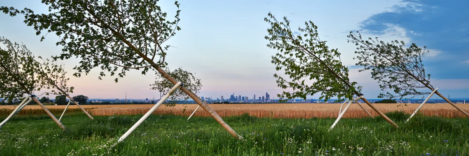 Schiefer Wald Eschborn