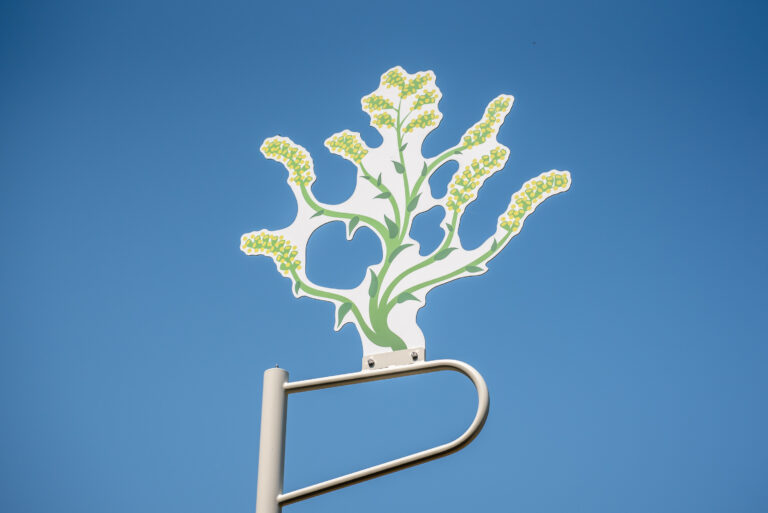 Regionalpark Klimaroute Station Fauna Flora Goldrute