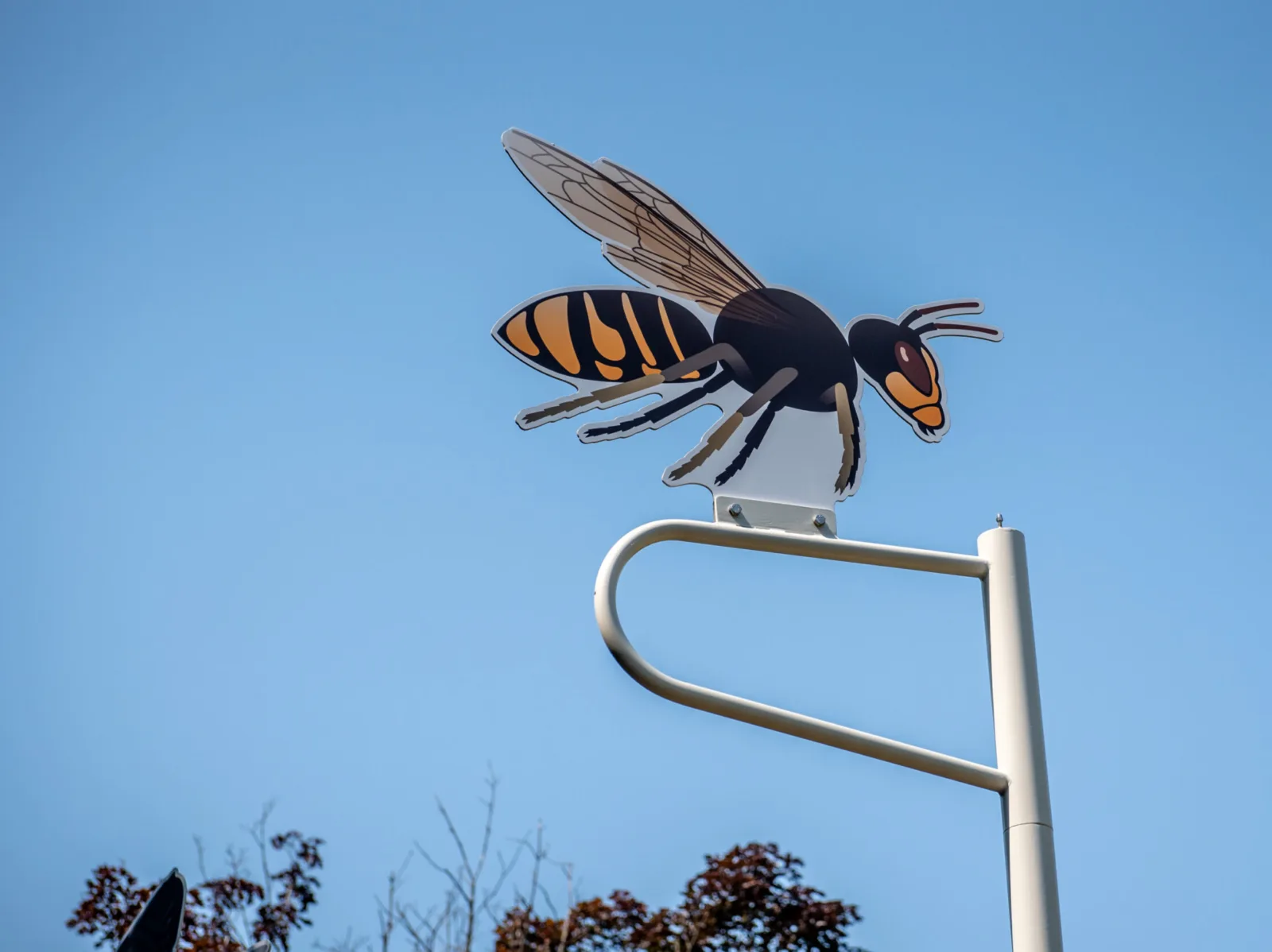 Flora Fauna – Asiatische Hornisse